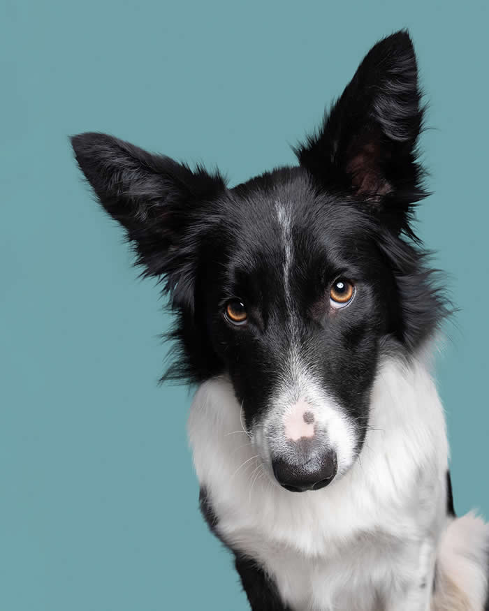 A black-and-white Border Collie with alert ears tilts its head slightly while gazing directly at the camera. Set against a soft blue-green background, the dog's focused eyes and inquisitive expression create an intelligent and thoughtful portrait.