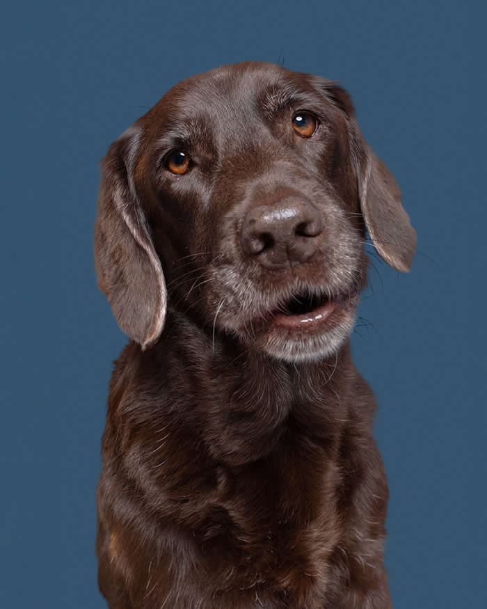 A chocolate-brown dog with floppy ears tilts its head while looking directly at the camera. Its amber eyes and slightly open mouth create a curious, attentive expression against a solid blue background, highlighting the dog's warm and engaging personality.
