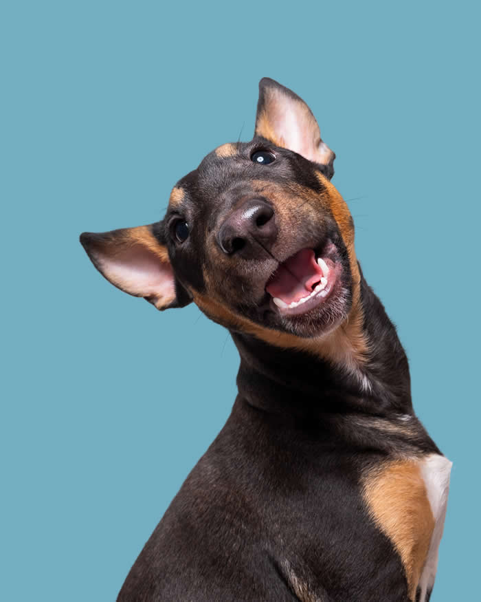 A black-and-tan dog tilts its head dramatically while looking at the camera with a wide, joyful grin. Its perked ears, bright eyes, and playful expression stand out against a soft blue background, creating a lively and energetic portrait full of personality.