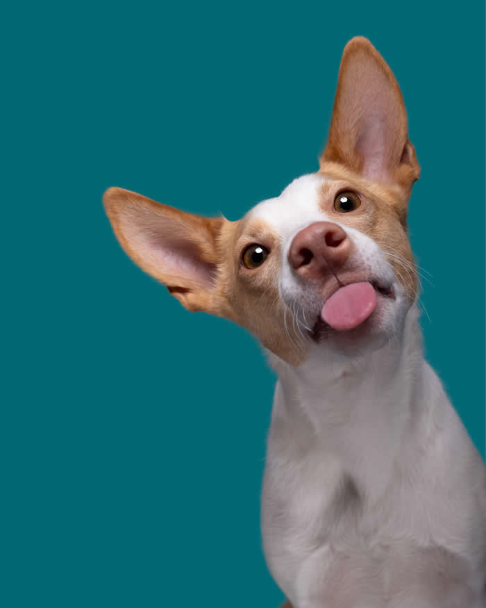 A white-and-tan dog with oversized upright ears tilts its head and sticks out its tongue while looking directly at the camera. Set against a teal background, the playful expression and curious gaze create a humorous and delightfully goofy portrait full of personality.