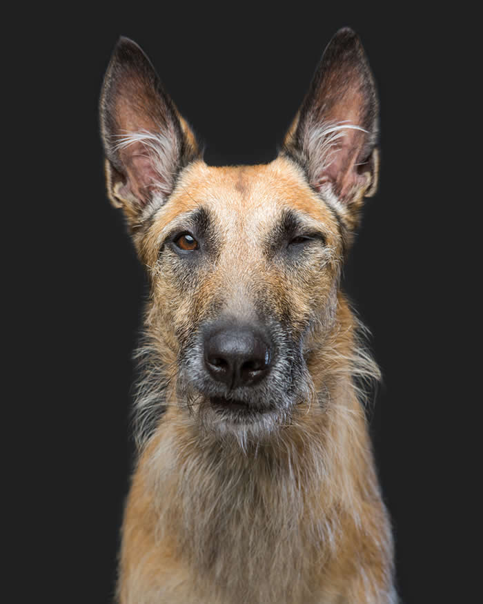A tan, wire-haired dog with large upright ears looks directly at the camera while winking one eye. Set against a dark background, the portrait highlights the dog's confident, playful expression and distinctive facial features, creating a charming and memorable image.