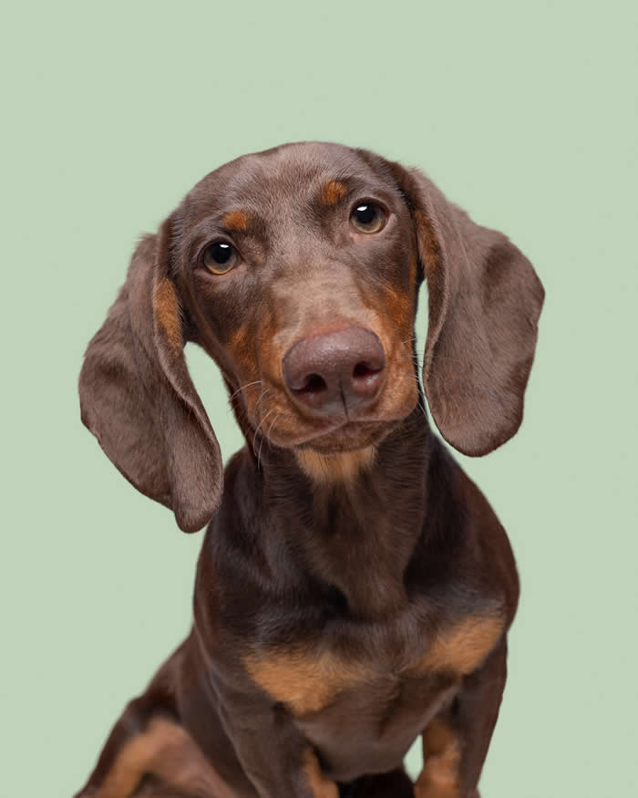 A chocolate-brown Dachshund with long floppy ears tilts its head inquisitively while looking directly at the camera. Set against a soft pastel green background, the dog's gentle eyes and curious expression create an endearing portrait full of warmth and personality.