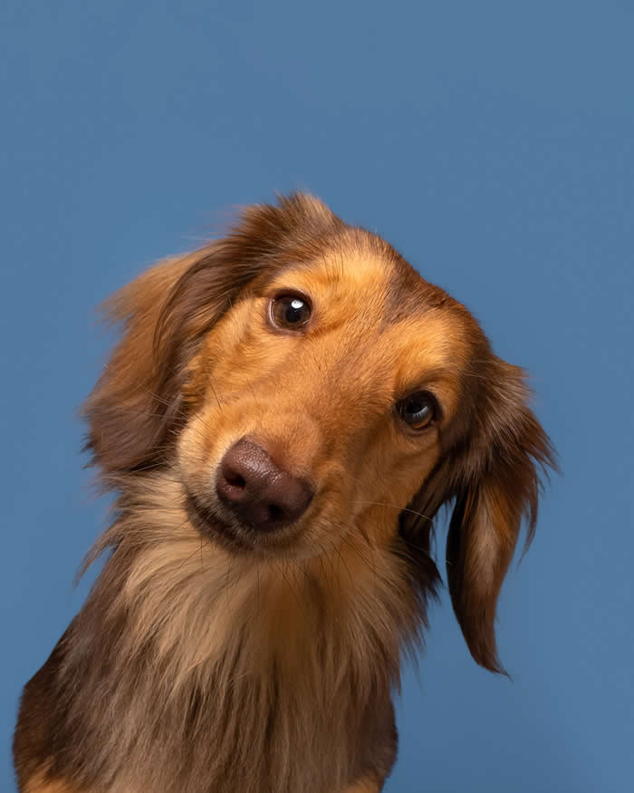 A long-haired tan Dachshund tilts its head to one side while gazing directly at the camera with bright, curious eyes. Set against a soft blue background, the dog's gentle expression and flowing fur create a charming and inquisitive portrait full of personality.