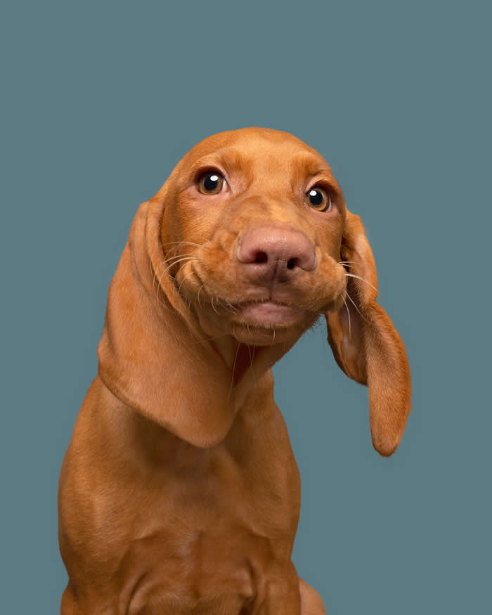 A reddish-brown dog with floppy ears looks directly at the camera with a quirky, smirking expression. The dog's slightly pursed mouth and wide eyes create a humorous and mischievous look against a muted blue-gray background, making for a playful and expressive portrait.