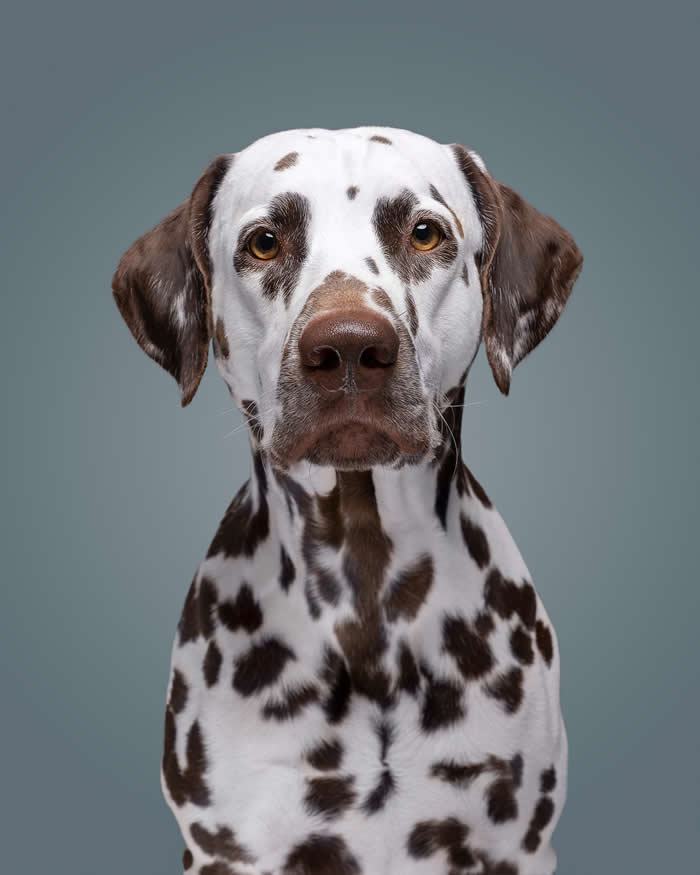 A white-and-brown spotted Dalmatian sits facing the camera with a calm, steady gaze. Against a soft gray-blue background, the dog's symmetrical markings, amber eyes, and composed expression create a striking and dignified portrait.