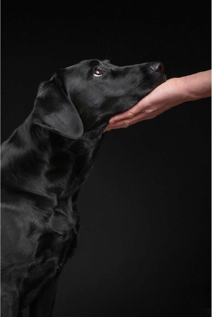 A black Labrador-like dog gently rests its chin in a person's hand while gazing upward with soft, trusting eyes. Set against a dark background, the intimate portrait highlights the deep bond, affection, and sense of comfort shared between the dog and the human.