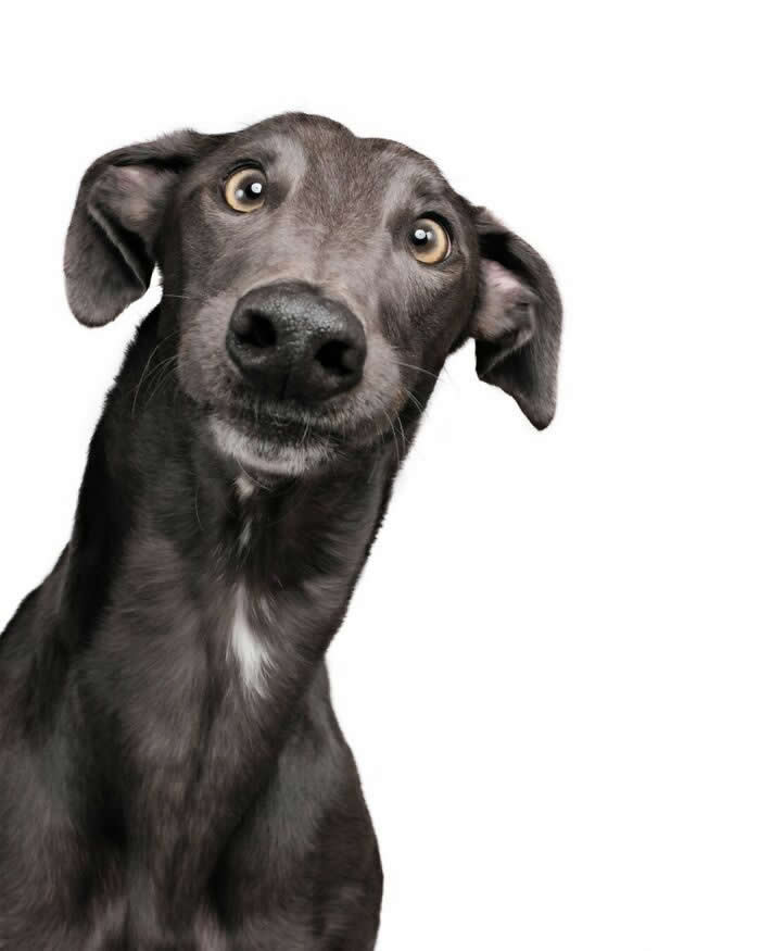 A sleek black dog with light-colored eyes tilts its head dramatically while staring directly at the camera. Against a light gray background, the dog's wide-eyed, puzzled expression and floppy ears create a humorous and highly expressive portrait filled with curiosity and surprise.