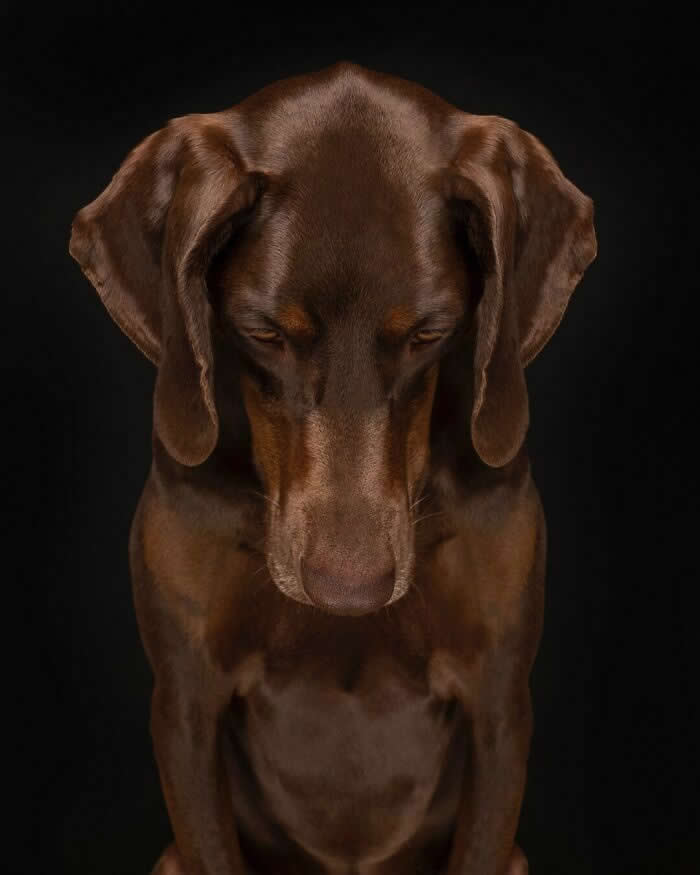 A chocolate-brown Dachshund sits against a black background with its head lowered and eyes nearly closed. The dog's calm, introspective posture and soft expression create a striking portrait that conveys quiet reflection, serenity, and emotional depth.