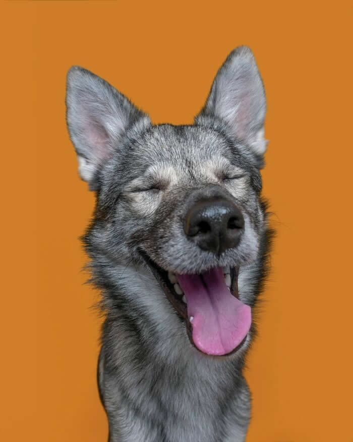 A gray-and-white dog with upright ears smiles broadly with its eyes closed and tongue hanging out. Set against a vibrant orange background, the dog's carefree expression radiates happiness, excitement, and pure joy, creating a cheerful and uplifting portrait.