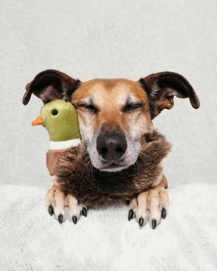 A relaxed brown-and-tan dog rests with its eyes closed, cuddling a small duck-shaped plush toy and a furry blanket. With its paws draped over a soft surface, the dog appears peaceful and content, creating a heartwarming portrait of comfort, companionship, and rest.