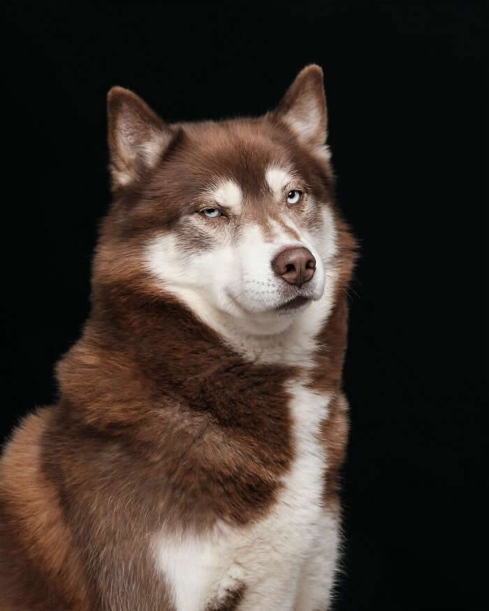 A red-and-white Siberian Husky sits against a black background, giving a subtle side-eye while one eye appears partially closed. Its piercing blue eyes, confident posture, and slightly skeptical expression create a humorous and highly expressive portrait that seems full of personality and opinion.