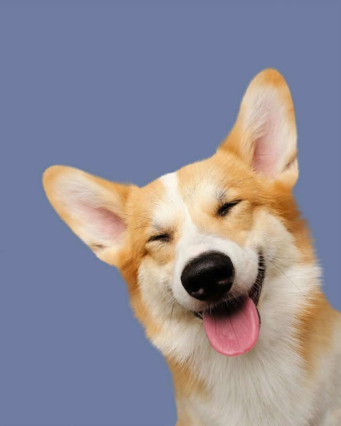 A happy tan-and-white Corgi smiles with its eyes closed and tongue sticking out against a soft purple background. Its large upright ears and cheerful expression create a playful, lighthearted portrait overflowing with joy and personality.