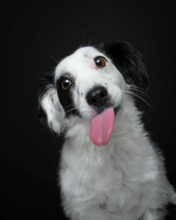 A fluffy black-and-white dog tilts its head while sticking out its tongue and looking directly at the camera with bright, playful eyes. Against a dark background, the dog's goofy expression and charming personality create a fun, lighthearted portrait full of energy and humor.