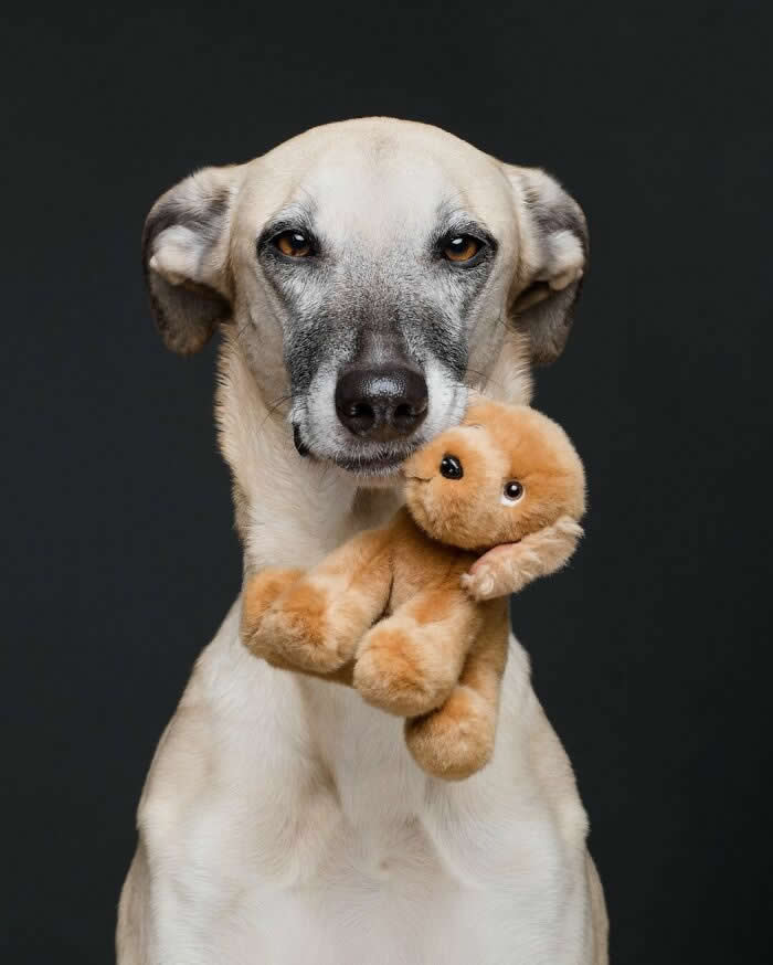 A cream-colored dog with a gray muzzle holds a small brown teddy bear in its mouth while looking directly at the camera. Set against a dark background, the dog's calm eyes and protective grip on the plush toy create a touching portrait that conveys affection, comfort, and companionship.