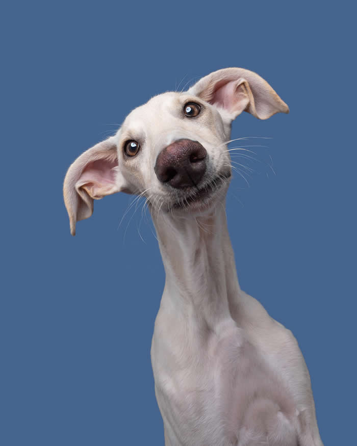 A slender cream-colored dog with large floppy ears tilts its head dramatically while staring directly at the camera. Against a soft blue background, the dog's wide eyes, elongated neck, and inquisitive expression create a humorous and highly expressive portrait full of curiosity and charm.