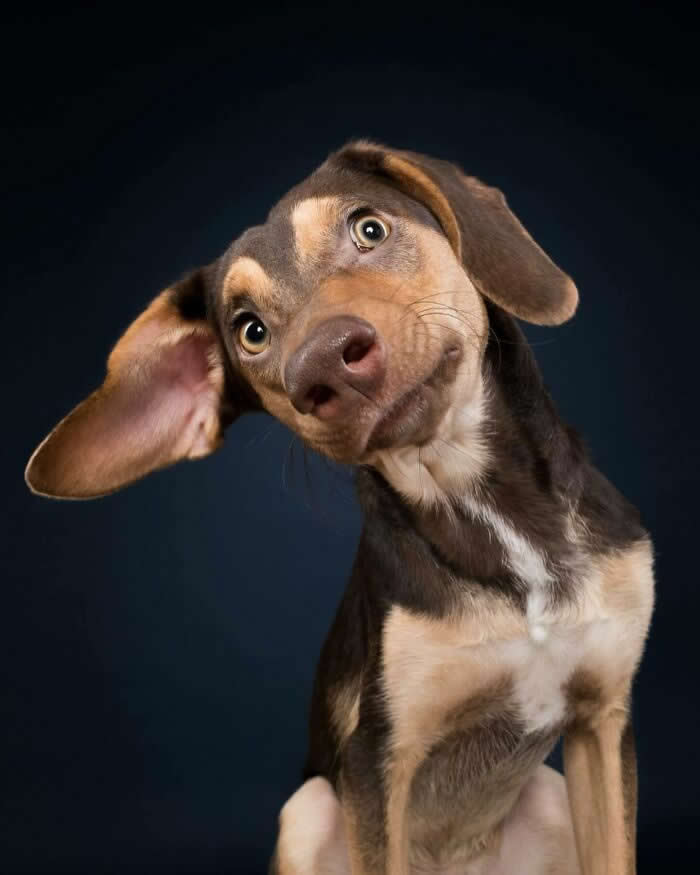 A brown-and-tan dog with large floppy ears tilts its head dramatically while staring at the camera with wide, curious eyes. Set against a dark blue background, the dog's comical expression and uneven ears create a playful, highly expressive portrait full of wonder and confusion.