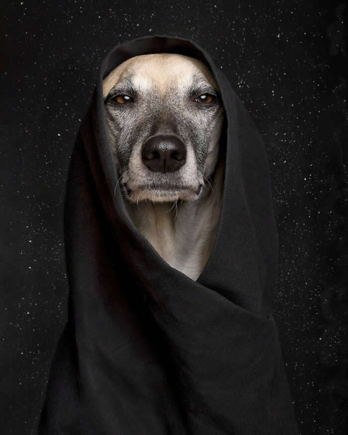 A cream-colored dog with a gray muzzle is draped in a dark hooded cloth, staring directly at the camera with a calm, serious expression. Set against a starry black background, the portrait creates a dramatic, mystical atmosphere, making the dog appear wise, regal, and otherworldly.