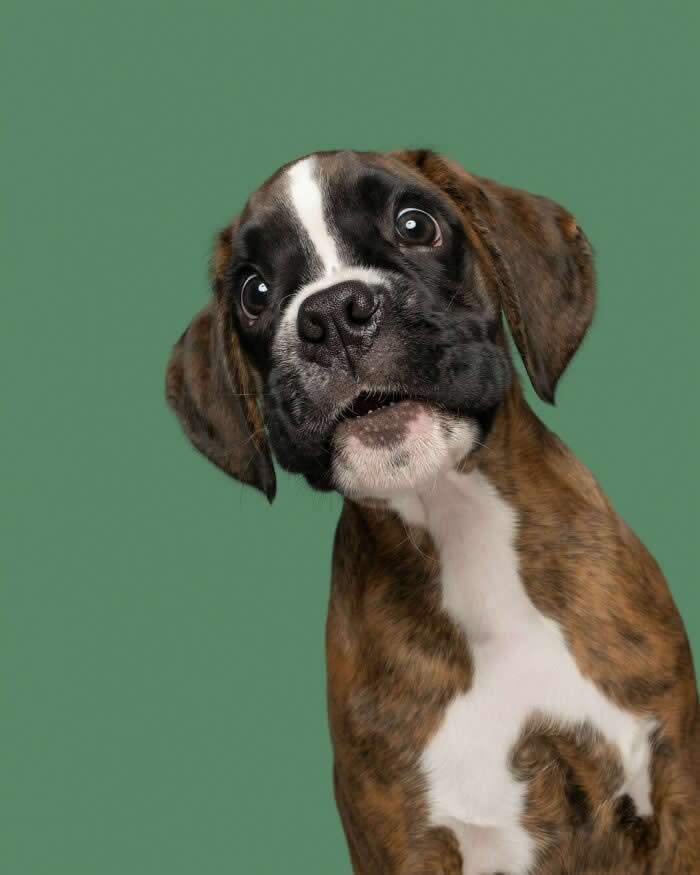 A brindle-and-white Boxer puppy tilts its head while staring at the camera with wide, expressive eyes and a slightly puzzled look. Against a soft green background, the dog's curious expression and distinctive facial markings create a charming and humorous portrait full of personality and wonder.