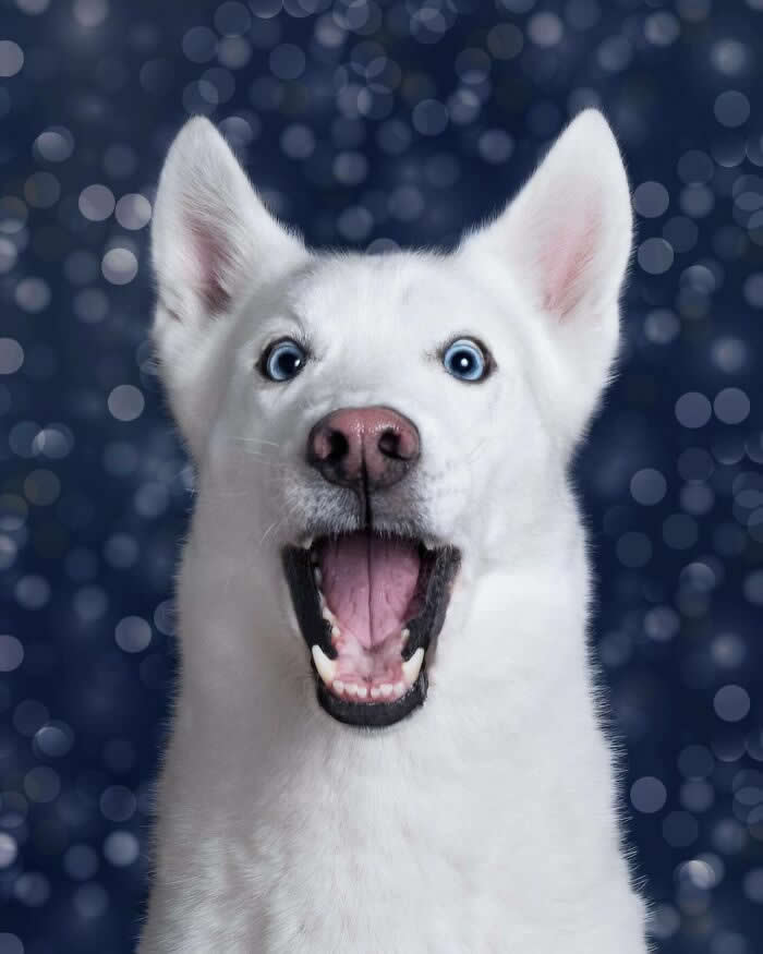 A white dog with bright blue eyes stares directly at the camera with its mouth wide open in an expression of surprise and excitement. Against a sparkling blue bokeh background, the dog's alert ears and joyful reaction create a vibrant, energetic portrait full of wonder and enthusiasm.