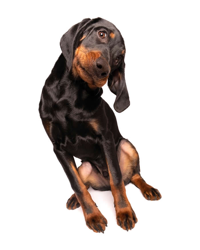 A black-and-tan Dachshund tilts its head to one side while gazing directly at the camera with bright, curious eyes. Against a light gray background, the dog's attentive posture, floppy ears, and inquisitive expression create a charming portrait filled with personality and curiosity.