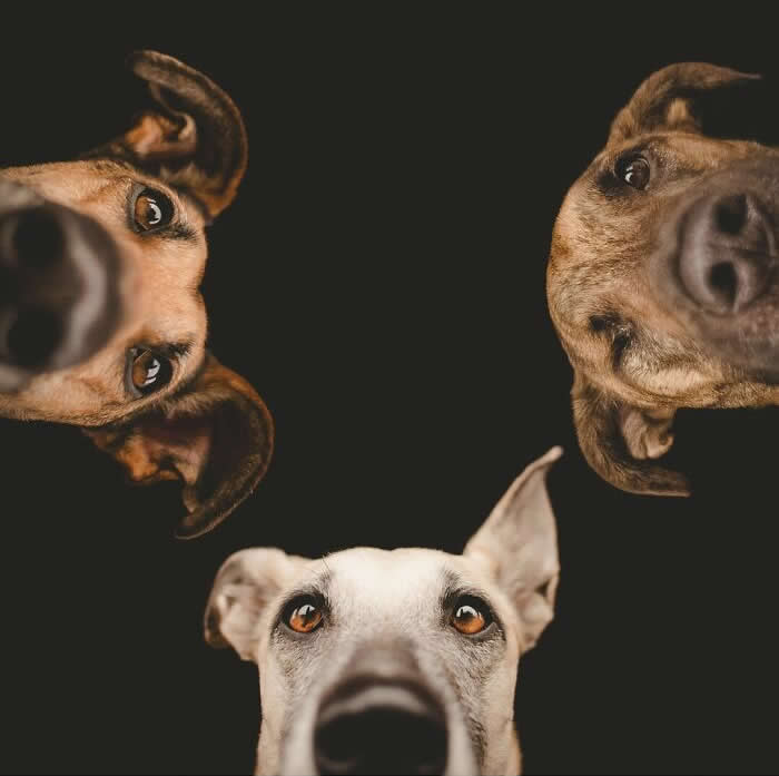 Three dogs lean into the frame from different directions against a black background, peering downward toward the camera with curious expressions. Their noses appear enlarged by the close perspective, creating a playful and humorous portrait that feels like the dogs are investigating something just below them.