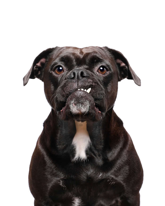 A black dog with a white chest patch faces the camera against a light gray background. Its slightly crooked underbite reveals a single tooth, giving the dog a quirky, endearing expression. The direct gaze and distinctive smile create a memorable portrait full of personality, confidence, and charm.