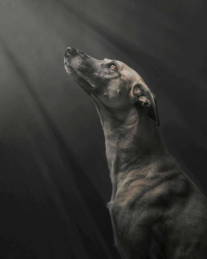 A graceful gray dog gazes upward toward soft beams of light streaming through a dark background. The dramatic lighting illuminates the dog's face and slender silhouette, creating a powerful portrait that conveys hope, serenity, wonder, and quiet contemplation.