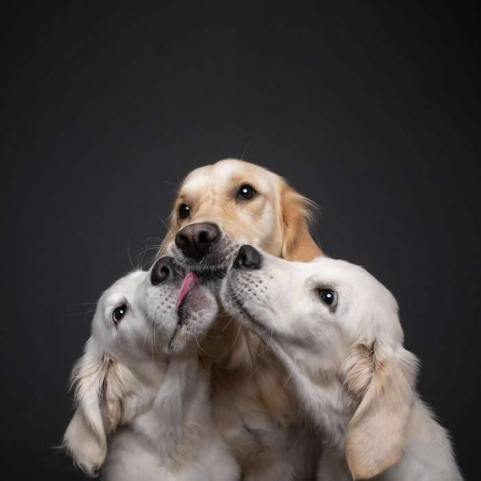 An adult Golden Retriever sits between two cream-colored puppies who affectionately lick its face from both sides. Set against a dark background, the heartwarming portrait captures a tender moment of love, family, and playful companionship, highlighting the strong bond between the dogs.