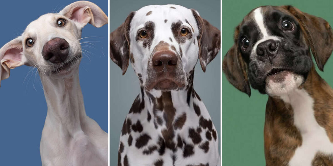 Delightfully Expressive Dog Portraits by Elke Vogelsang