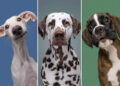 Delightfully Expressive Dog Portraits by Elke Vogelsang
