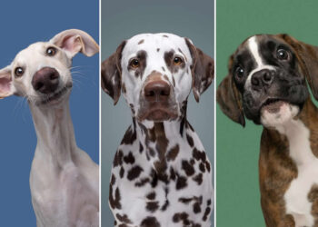 Delightfully Expressive Dog Portraits by Elke Vogelsang
