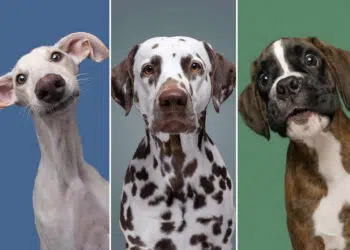 Delightfully Expressive Dog Portraits by Elke Vogelsang