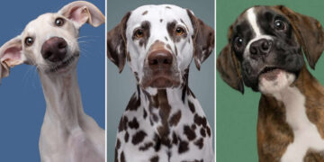 Delightfully Expressive Dog Portraits by Elke Vogelsang