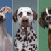 Delightfully Expressive Dog Portraits by Elke Vogelsang