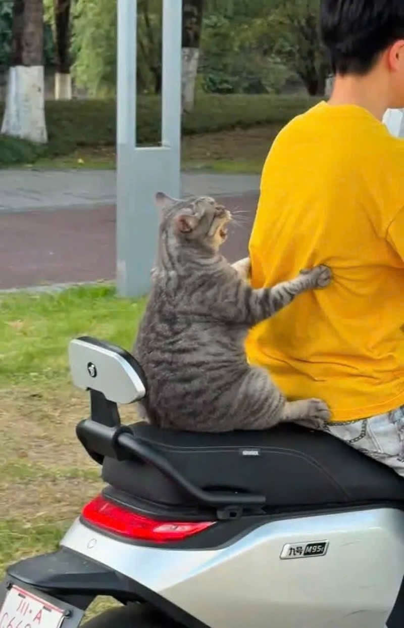A chubby gray tabby cat clings tightly to a person wearing a bright yellow shirt while sitting on the back seat of a silver scooter in a park, creating an adorable and hilarious moment that looks like the cat refuses to be left behind.