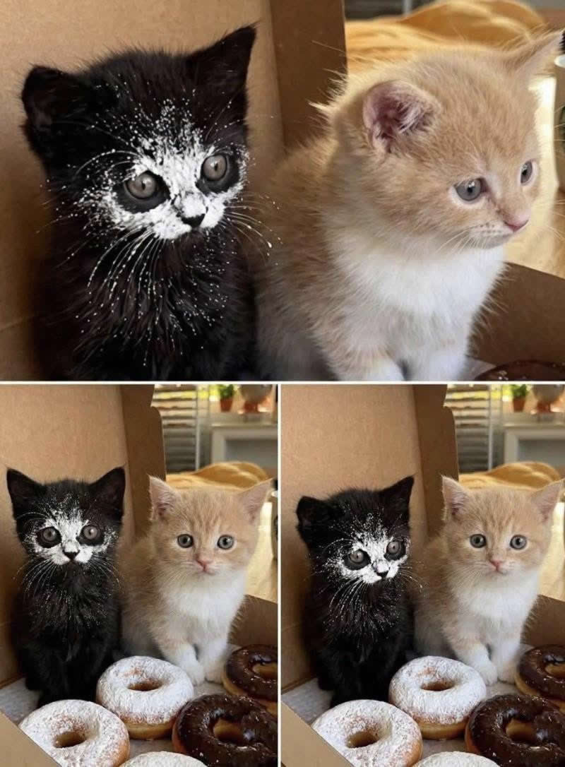 Two adorable kittens sit inside an open donut box, with the black kitten hilariously covered in powdered sugar while the cream-colored kitten looks completely innocent. The untouched donuts in front make the messy little "suspect" look irresistibly guilty.