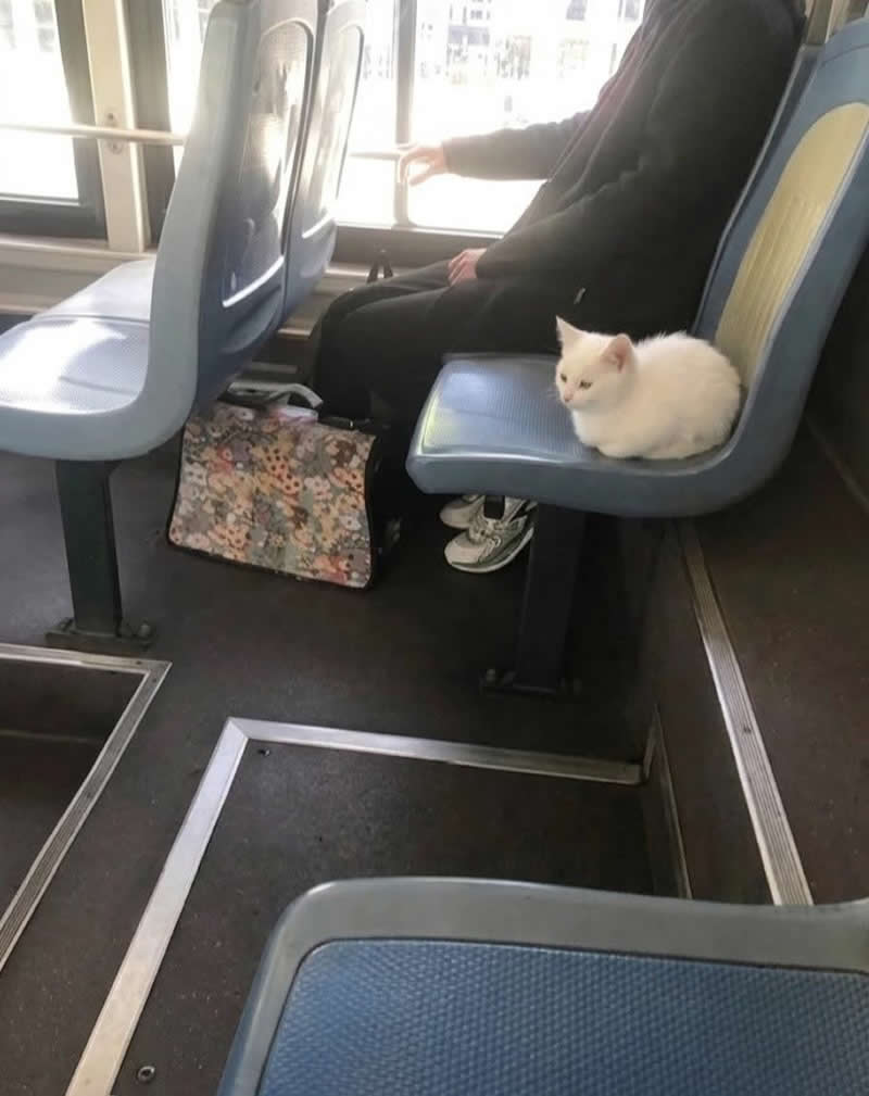 A fluffy white kitten sits comfortably on a bus seat beside a passenger, looking perfectly content as if it's commuting home after a long day. The adorable scene makes it seem like the tiny feline has claimed its own seat for the ride.