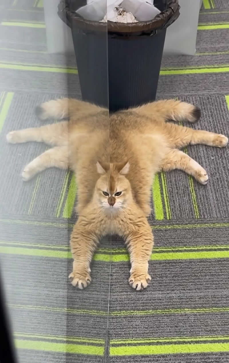 A fluffy golden cat lies completely sprawled out on a carpet with all four legs stretched wide, looking hilariously like a luxurious fur rug. Its serious expression only makes the oversized, flattened pose even funnier and more adorable.