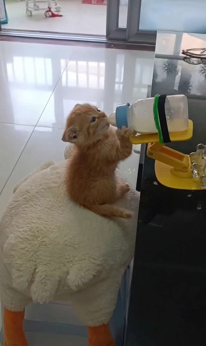 A tiny orange kitten sits upright on a fluffy stool, gripping a baby bottle mounted on a feeding stand with its little paws. The adorable scene makes the kitten look like it's enjoying a well-earned snack with complete determination.