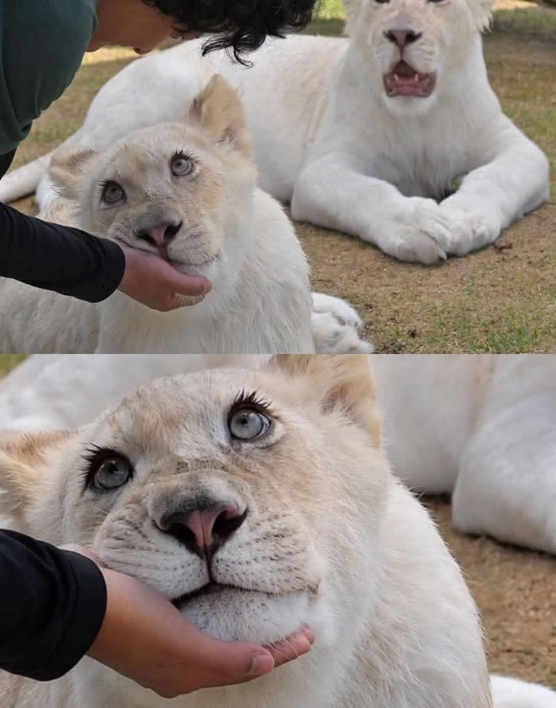 A young white lion lovingly rests its chin in a person's hand while another white lion in the background stares with a hilariously shocked expression. The adorable moment looks like a jealous sibling watching someone else get all the attention.