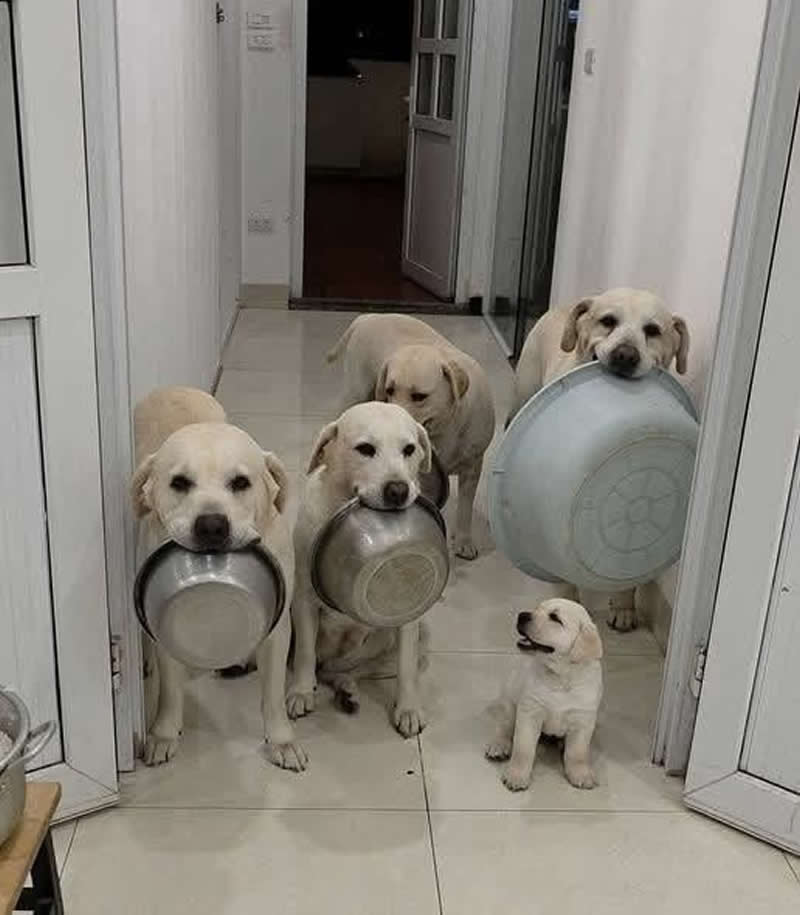 Five adorable Labrador Retrievers gather in a hallway, with four adult dogs proudly carrying bowls and basins in their mouths while a tiny puppy looks up excitedly beside them. The hilarious scene resembles a well-organized dinner crew eagerly waiting for mealtime.