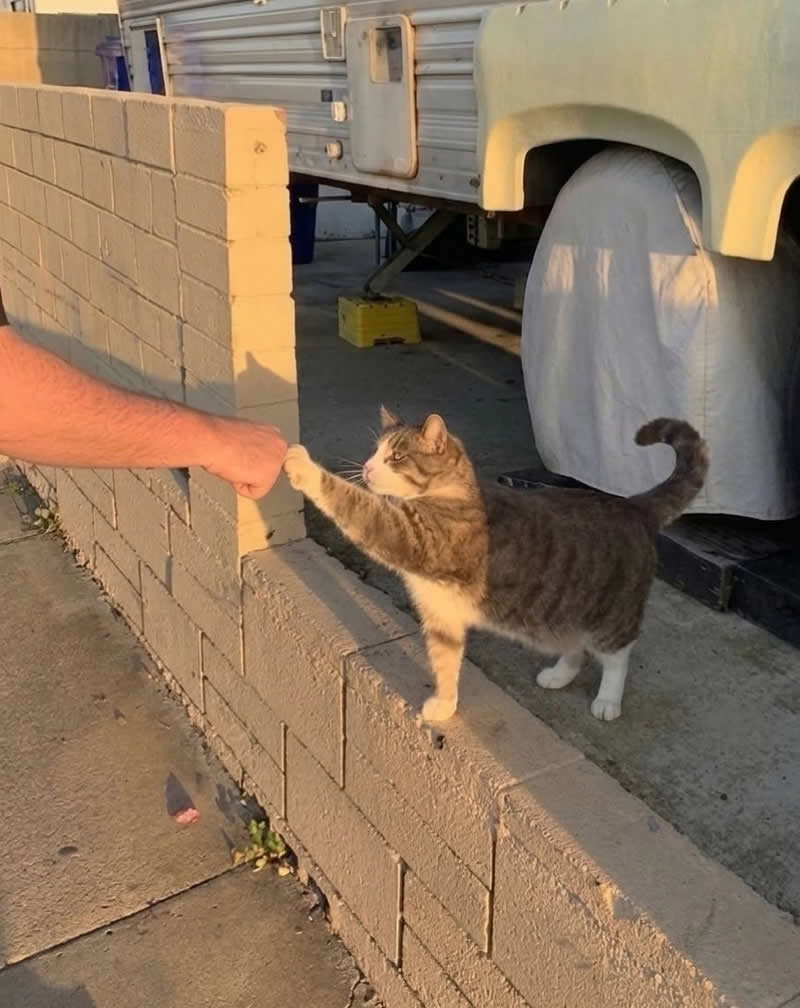 A friendly gray-and-white tabby cat stands on a low wall, reaching out with its paw to give a person a fist bump. Bathed in warm golden-hour light, the adorable moment looks like a formal handshake between two best friends.