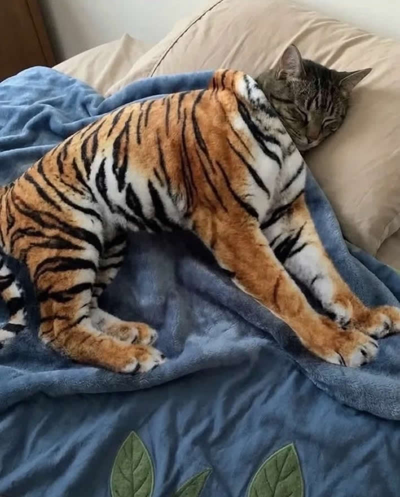 A sleepy gray tabby cat is tucked beneath a tiger-shaped blanket on a bed, creating the hilarious illusion of a tiny house cat with the body of a giant tiger. The cozy and clever scene is both adorable and laugh-out-loud funny.