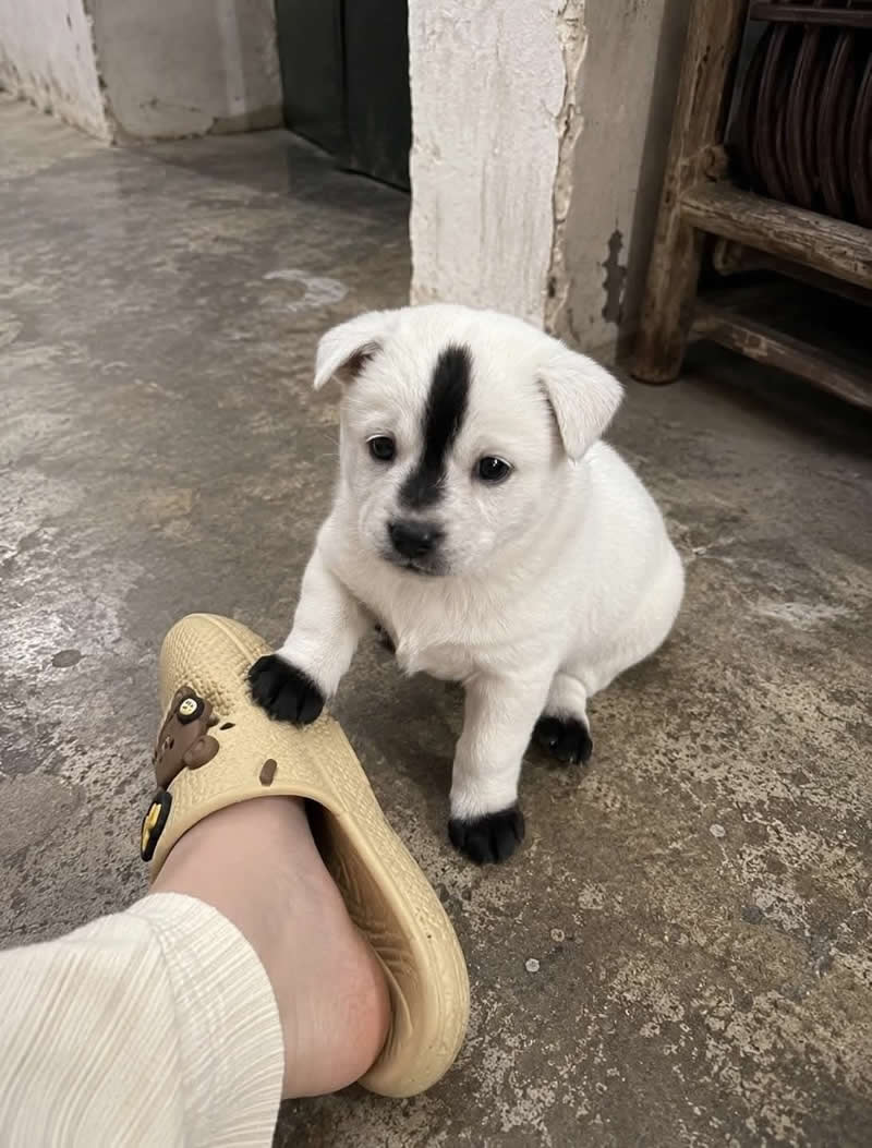 A tiny white puppy with a bold black stripe running down the center of its head and black-tipped paws sits beside a person's slipper, looking adorably curious. The unique markings make the pup resemble a miniature skunk, adding an extra dose of charm and humor.