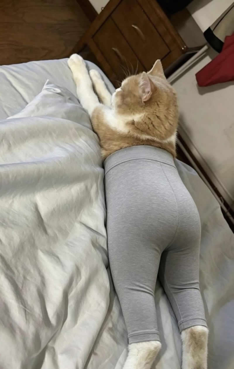 A cream-colored cat lounges comfortably on a bed while wearing snug gray leggings on its hind legs, creating a hilariously human-like appearance. The playful outfit makes the relaxed feline look like it's taking a lazy day off after a workout.