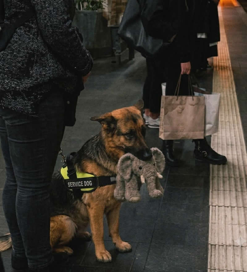A loyal German Shepherd service dog waits patiently on a train platform while gently carrying a small gray elephant plush toy in its mouth. The heartwarming and funny contrast between the hardworking service dog and its favorite stuffed companion makes the moment irresistibly adorable.