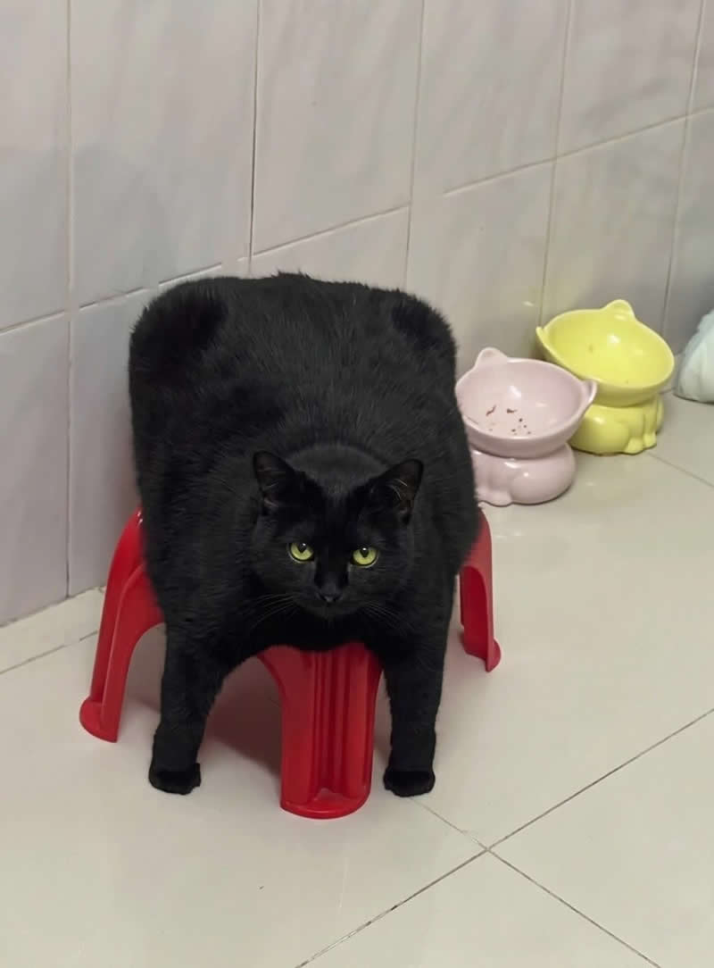 A chunky black cat sits on a small red plastic stool, its fluffy body overflowing the sides and creating the perfect "cat loaf" shape. With bright green eyes and a serious expression, the oversized feline looks both majestic and hilariously squished.
