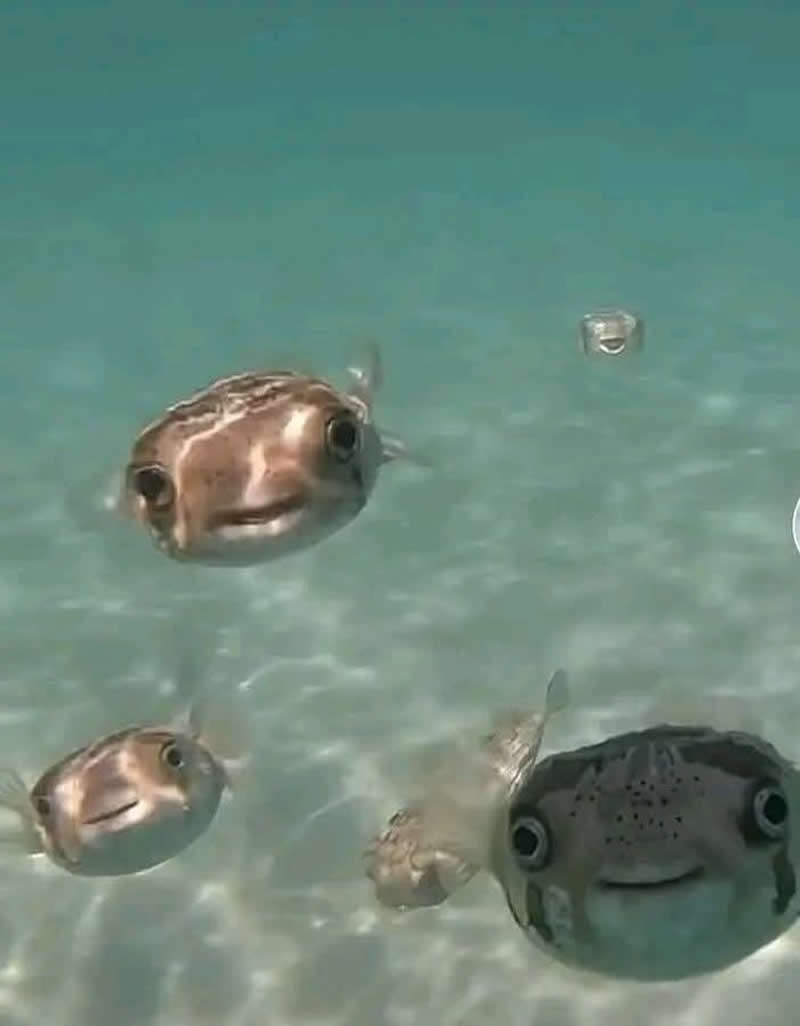 A group of adorable pufferfish swims through crystal-clear turquoise water, each wearing what looks like a tiny smile. Their curious faces and wide eyes make the scene look like an underwater family posing happily for a group selfie.