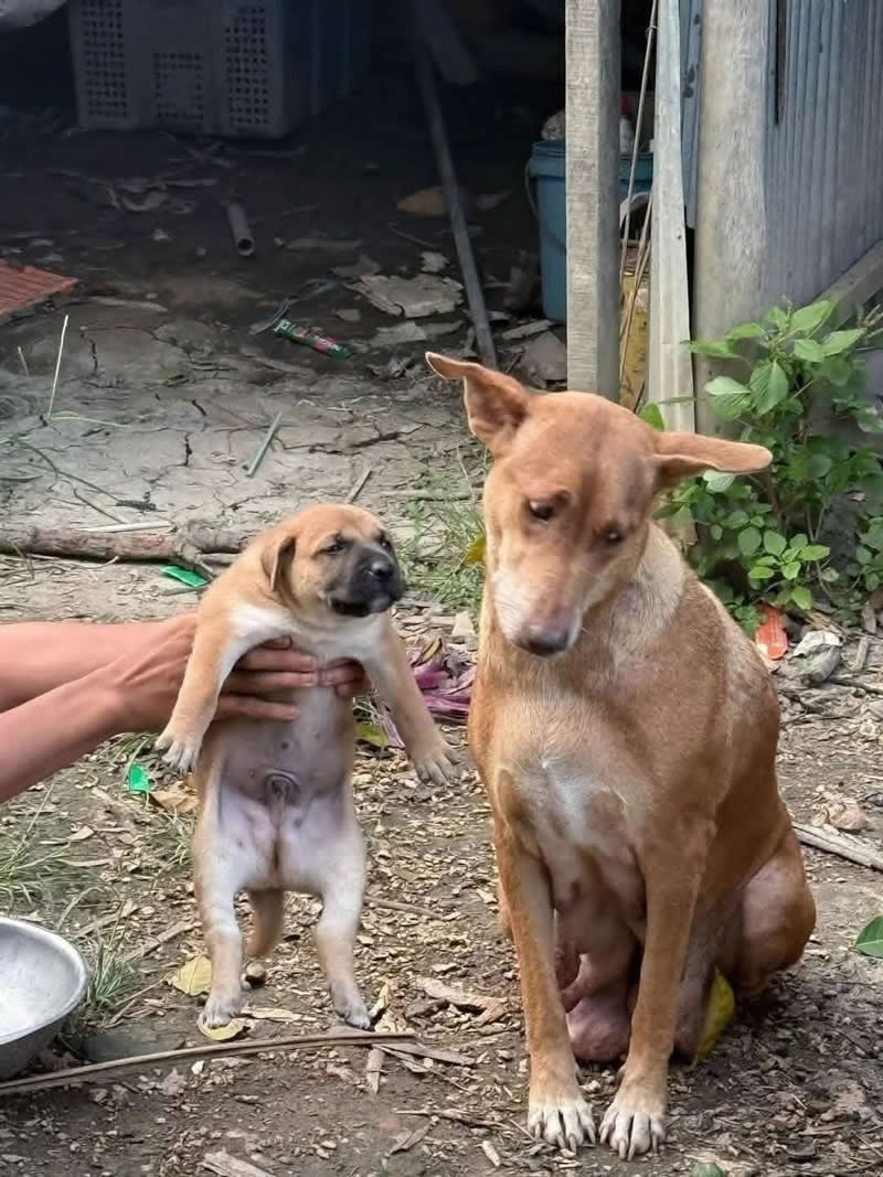 A tiny puppy is being held up beside its mother, who sits with a hilariously exhausted expression while looking away. The adorable scene perfectly captures a tired mom's reaction to her energetic little pup, making the moment both funny and heartwarming.