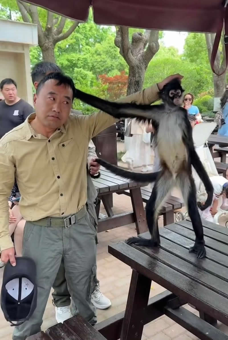 A long-armed monkey playfully stretches a man's hair while standing on a picnic table in a park. The man's amused but helpless expression, combined with curious onlookers in the background, creates a hilarious and unforgettable wildlife encounter.